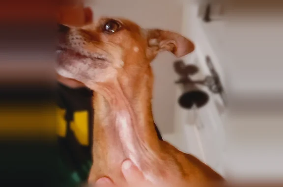 Lost dog, West Madison Street, Phoenix - female Chihuahua, small, brown, one white nail on left paw - photo