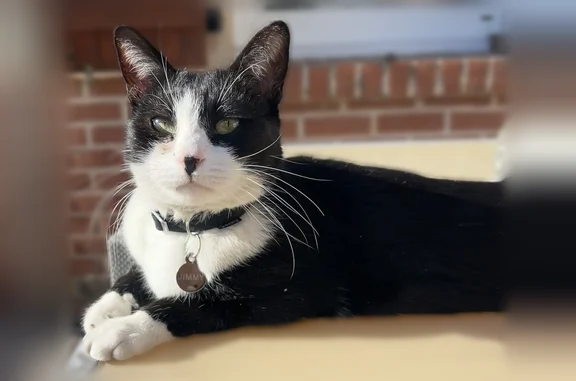 Animaux perdus Wattignies, photo: Chat perdu, Rue de l'Yser, 18, Wattignies - mâle noir et blanc