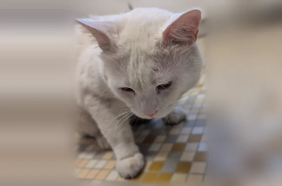 Animaux trouvés Drancy, photo: Chat trouvé, Rue Adolphe Jédor, 4, Drancy - blanc, affamé