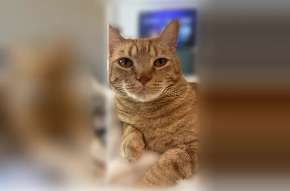 Lost cat, Delowe Street, Grove City, Arlington - orange male with orange eyes - photo
