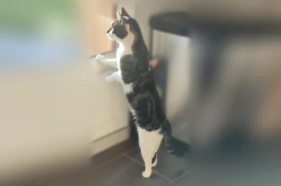Chat perdu mâle, Rue d'Orbec, 89, Glos, Beuvillers - petite taille, craintif - photo