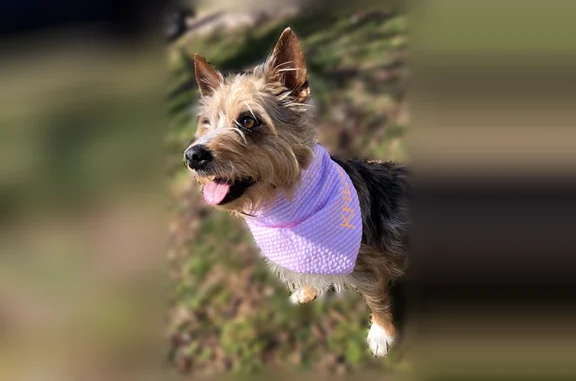 Lost dog, female, Oakmont Park Court, 216, Kernersville - 14-year-old medium-sized blue heeler - photo