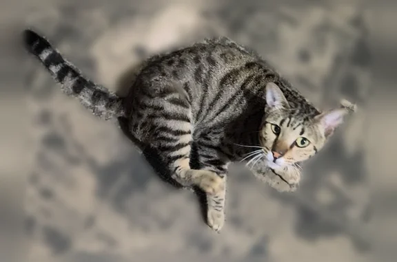 Chat perdu, Saint-Claude, photo: Perdu chat femelle, Chemin du Mont, Saint-Claude