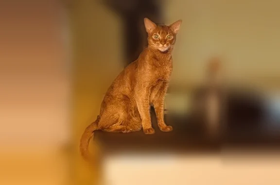 Chat perdu, Nantua, photo: Chat perdu, mâle, Lieu dit Colliard, 1, Les Neyrolles, Nantua - pucé