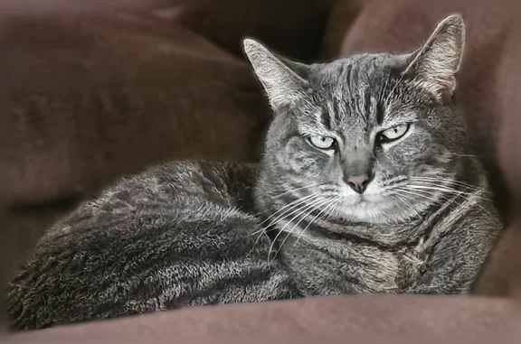Lost pets West Covina, photo: Lost cat, West Francisquito Avenue, 1646, West Covina
