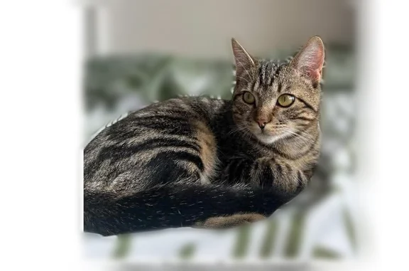 Chat perdu, Paris, photo: Chat perdu, Rue Belleville, 95, Bordeaux, Paris — mâle, poils courts