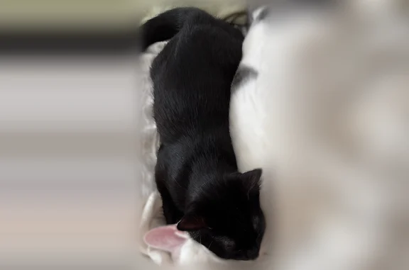 Lost cat, Flowers Street, World Golf Village, St. Augustine - all black, tiny white spot on chest - photo