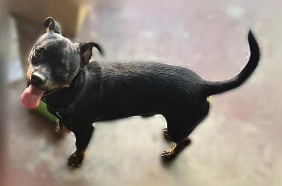 Lost dog, De Anza Drive, 685, San Jacinto - male - photo