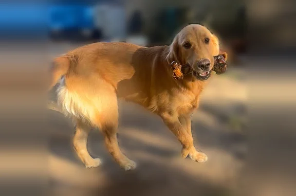 He’s a gold golden retriever his pretty fit and coat is super fluffy. He really friendly and he does listen to his name Rex