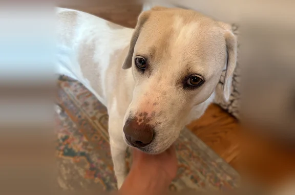 Lost dog, Kingsway Circle, 245, Charlotte - female yellow lab with a blue martingale collar and pink leash - photo