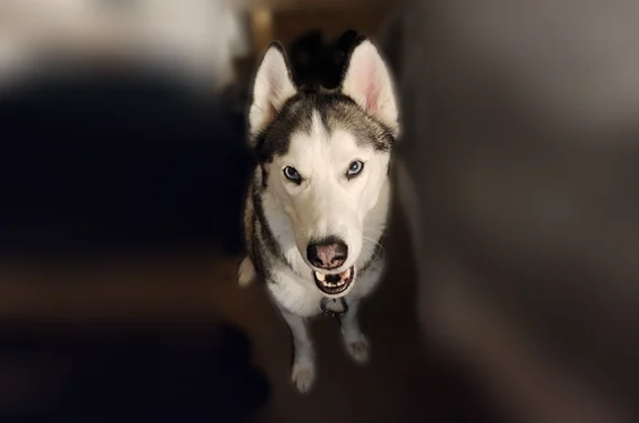 Lost dog, 225th Place Southwest, 217, Bothell - female husky - photo