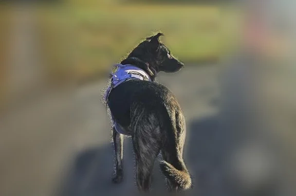 Lost dog, Harmony Township Road, 7757, New Harmony - female shepherd mix - photo