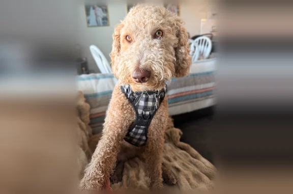 Black harness and collar with tags on. Apricot curly hair and honey eyes. She is timid but sweet. She loves treats and going on walks.