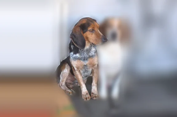 Lost dog, Chatsworth - very skittish - photo