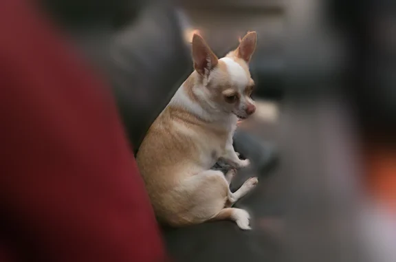 Lost dog, Falkirk Drive, Warner Robins, Macon - male Chihuahua, scared of strangers - photo