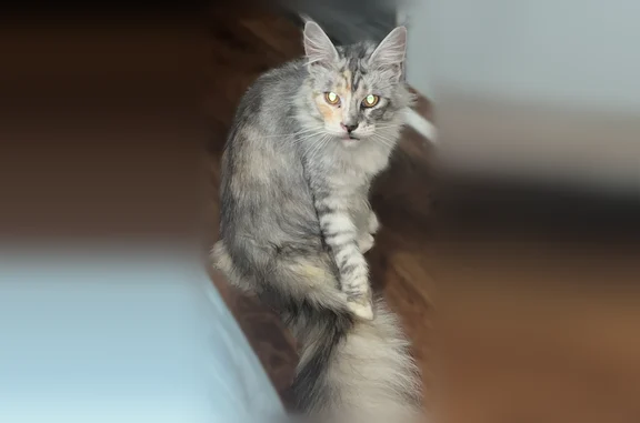Lost cat, Bryant Still Road, 896, Brooklet - female Maine Coon - photo