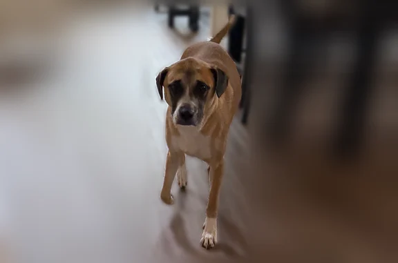 Lost dog, Warner Robins, Georgia - skittish - photo