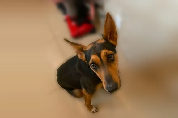 Found dog Tracy, photo: Found dog, female, Tracy, California — scared, injured back right leg