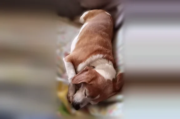 Lost dog, New York 104, 7168, Oswego - male beagle terrier mix - photo