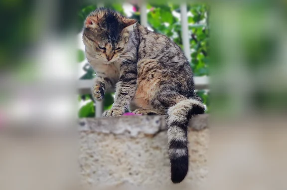 Chat perdu, Noizay, photo: Chat perdu, Chemin de Rocfort, 11, Noizay - femelle
