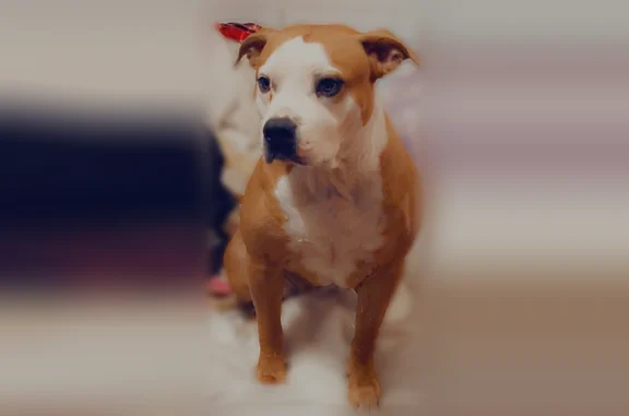 Lost dog, Market Street, 200, Buckner, St. Louis - female pitbull, pregnant - photo