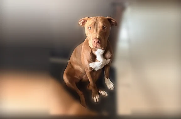 Lost dog, female, Granite City, Illinois, St. Louis - medium-size brown and white pitbull with a white heart on her chest - photo