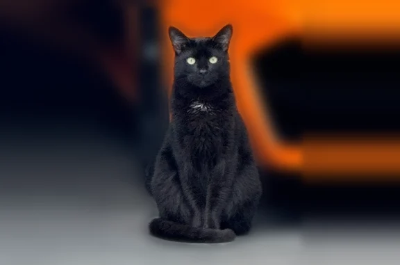 Lost cat, Leach Drive, 1554, Lawrenceville - male - white spot on chest - photo
