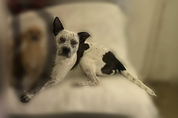 Missing dog Lubbock, photo: Lost dog, East 4th Street, 21, Lubbock - male chihuahua mix