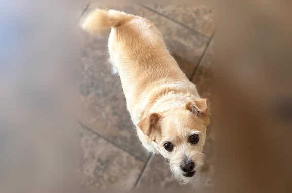 Lost dog, female, Harte Street, 1774, Baldwin - friendly, shy mixed Chihuahua - photo