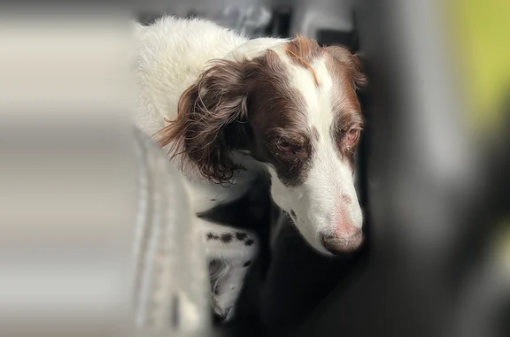 Lost dog, Benton Road, 2, Saginaw - male, 12-year-old Brittany with a heart condition - photo