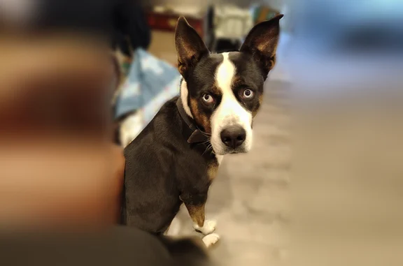 Lost dog, Turrill Avenue, 257, Lapeer, Detroit - male, blue eyes - photo