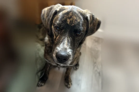 Lost dog, female, Boskydell Road, 1451, Carbondale - medium-sized, pink collar - photo