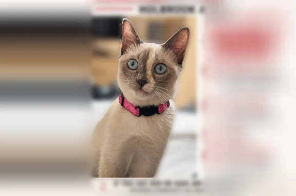 Lost cat, Hillberry Lane, 29, Holbrook, Coram - female, indoor cat - photo