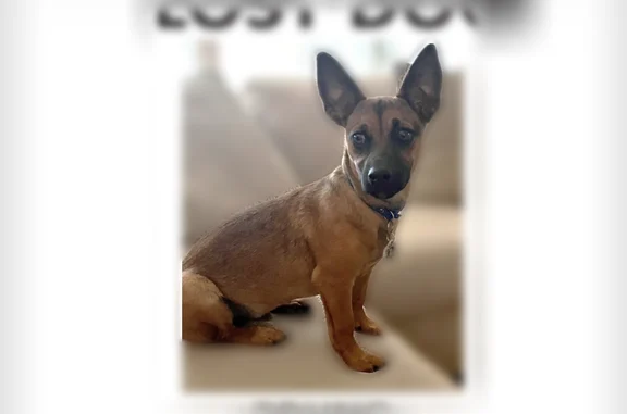 Lost pets Odessa, photo: Lost dog, San Jacinto Street, 413, Odessa - male, blue collar, microchipped