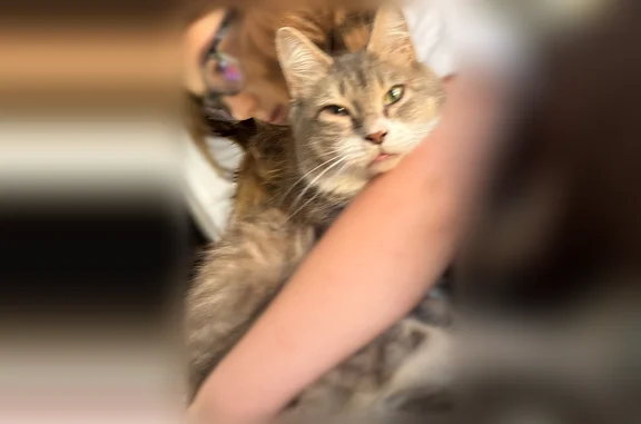 Lost cat, Ladonia, Alabama, Phenix City - female, gray and white - photo
