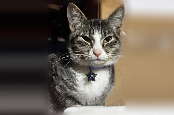 Lost cat, East 18th Street, 1162, Jacksonville - photo