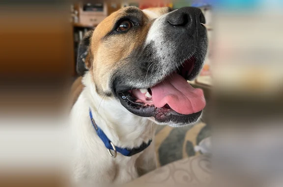 Lost dog, Forest Street, 715, Grapevine, Pasadena - male, Boxer/St Bernard mix - photo