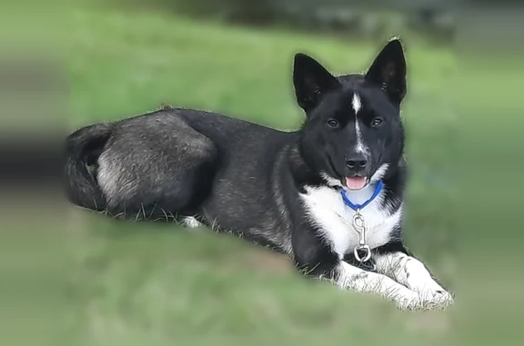 Lost dog, Ionia, Michigan, Westland — female Husky/Australian Shepherd mix - photo