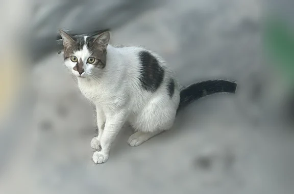 Animaux trouvés Paris, photo: Chat trouvé, Rue Vicq d'Azir, 9, Paris