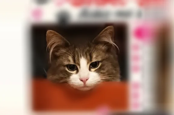 Chat perdu, femelle, Rue Goubermoulins, 68, Lillebonne, Paris - angora, collier antipuce gris clair - photo