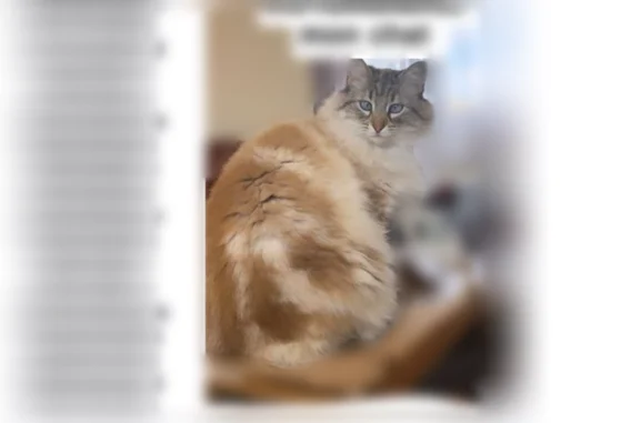 Animaux perdus Sénas, photo: Perdu chat femelle, Chemin de la Roubine, Sénas - blanche, yeux bleus