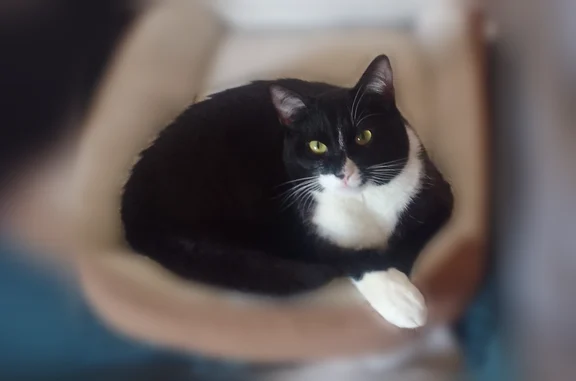 Chat perdu, Dunkerque, photo: Chat perdu mâle, Rue François Tixier, 8, Dunkerque - jeune et peureux