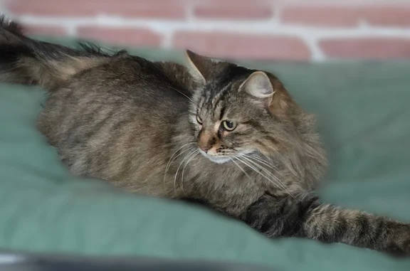 Chat perdu, Le Foulon, 16, La Selle-sur-le-Bied, Paris - photo