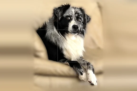 Lost dog, Whispering Oak Circle, 490, Chapin - male - mini Australian shepherd - photo