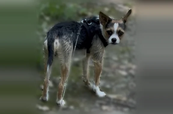 Animaux perdus La Fouillouse, photo: Chien perdu, D1082, 424, La Fouillouse, La Fouillouse - mâle craintif