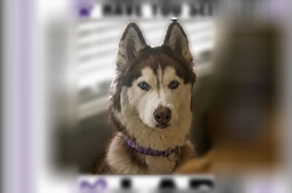 Lost pets Grand Prairie, photo: Lost dog, Lake Ridge Parkway, Grand Prairie - white with light brown fur, blue eyes