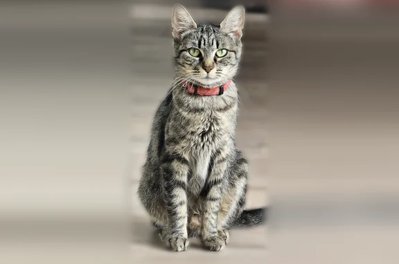 Animaux perdus Strasbourg, photo: Chat perdu, Rue de Klingenthal, 8, Strasbourg - femelle, chat d'intérieur