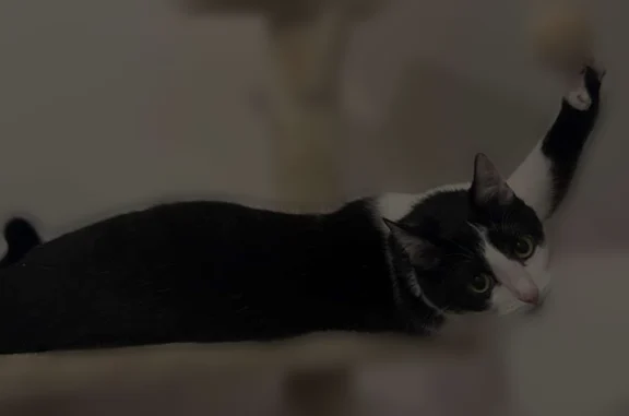 Chat perdu, Avenue de Courteille, 39, Alençon - femelle, petite taille - photo