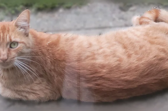 Chat perdu, Montsûrs, photo: Chat perdu mâle, Châlons-du-Maine, Montsûrs - roux clair tigré, boîte un peu