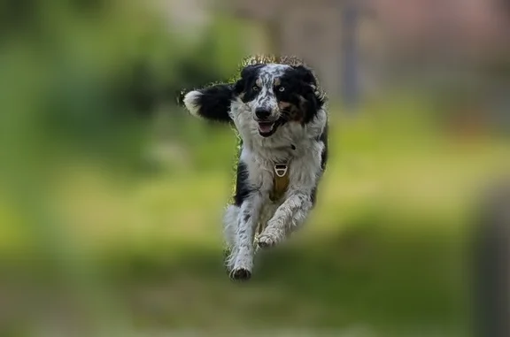 Animaux perdus Orly, photo: Chien perdu, Rue du Triolet, 606, Montpellier - mâle, yeux vairons
